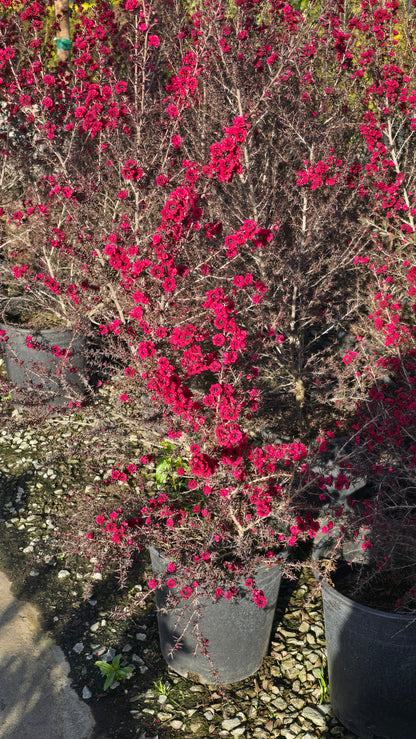 Leptospermum scoparium 'Ruby Glow 5 gallon pot 5tf tall - Get similar