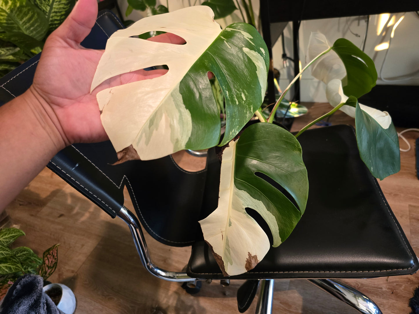 Root in moss 4+ leaves- Monstera Delisiosa 'Albo' Variegated Rare Plant- Get Similar