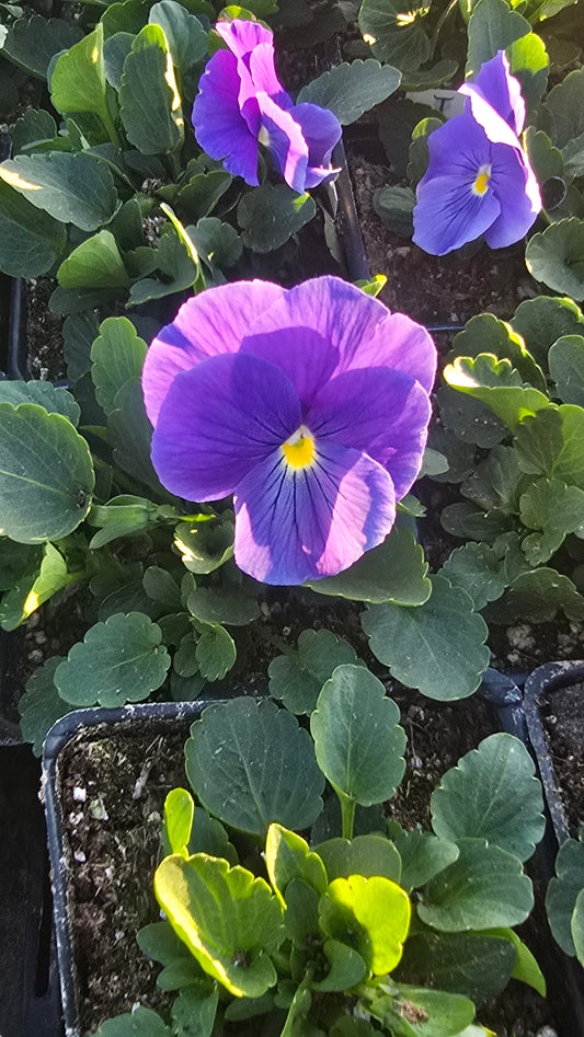 Pansy Flower Light Purple color in 4 inch pot- Get similar 1, 10 or 20 pots