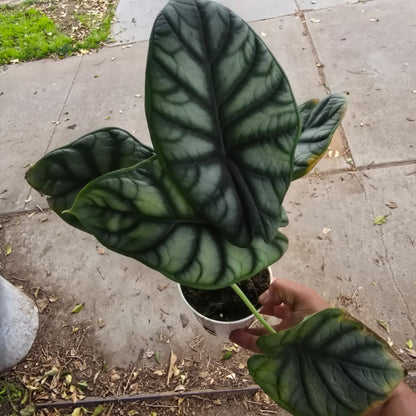 Silver Dragon Alocasia in 4 inch pot Easy care elegant plant