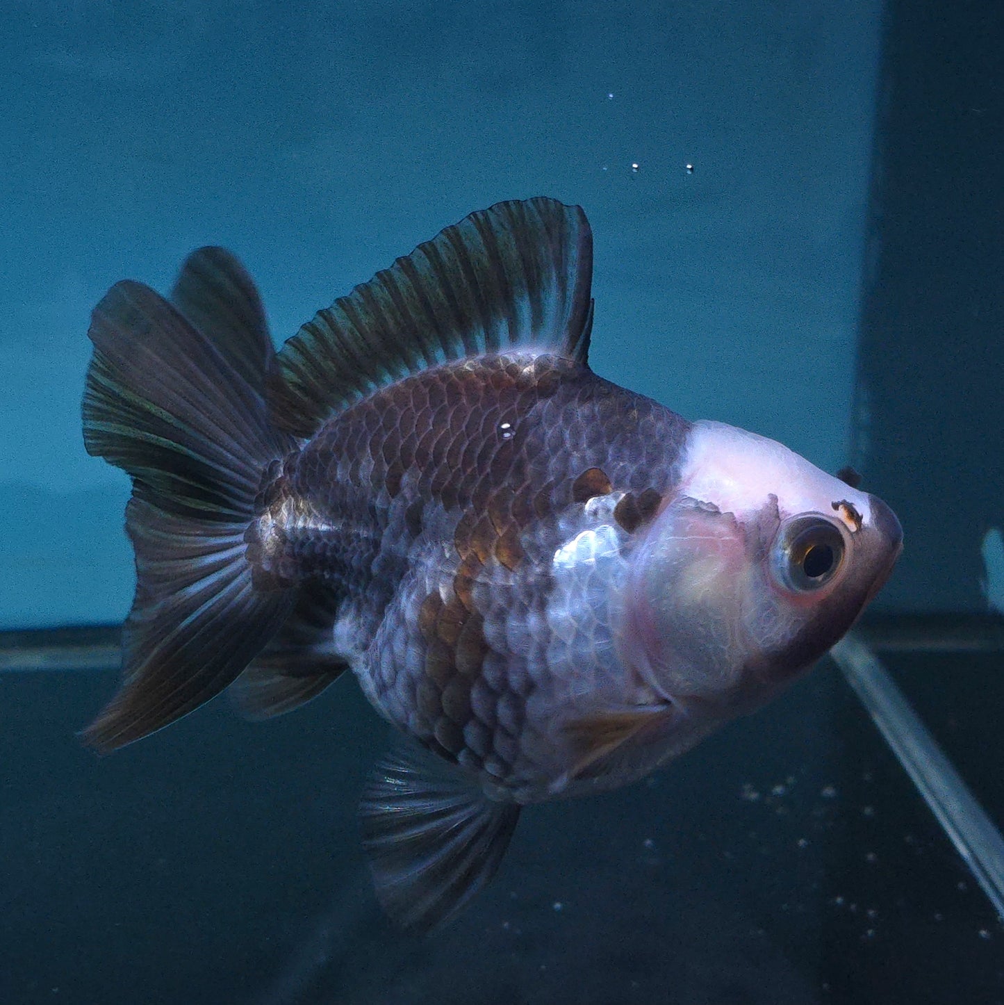 Live Exact Goldfish Oranda Show Quality Panda Yuanbao style 3.5 inch total size Female (GF1)