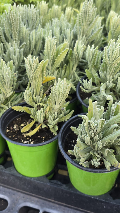 French lavender in 5 inch pot aromatic plant