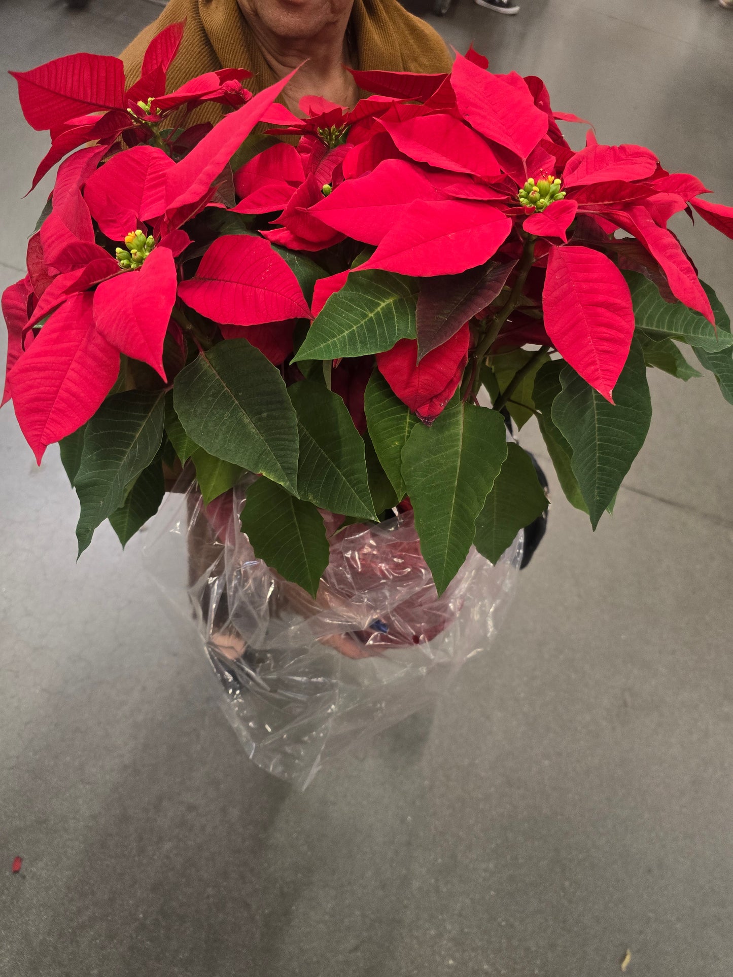 Noche buena XL Poinsettia Red, Christmas gifts in 8 inch pot- Get Similar