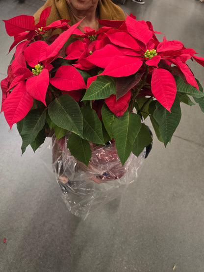 Noche buena XL Poinsettia Red, Christmas gifts in 8 inch pot- Get Similar