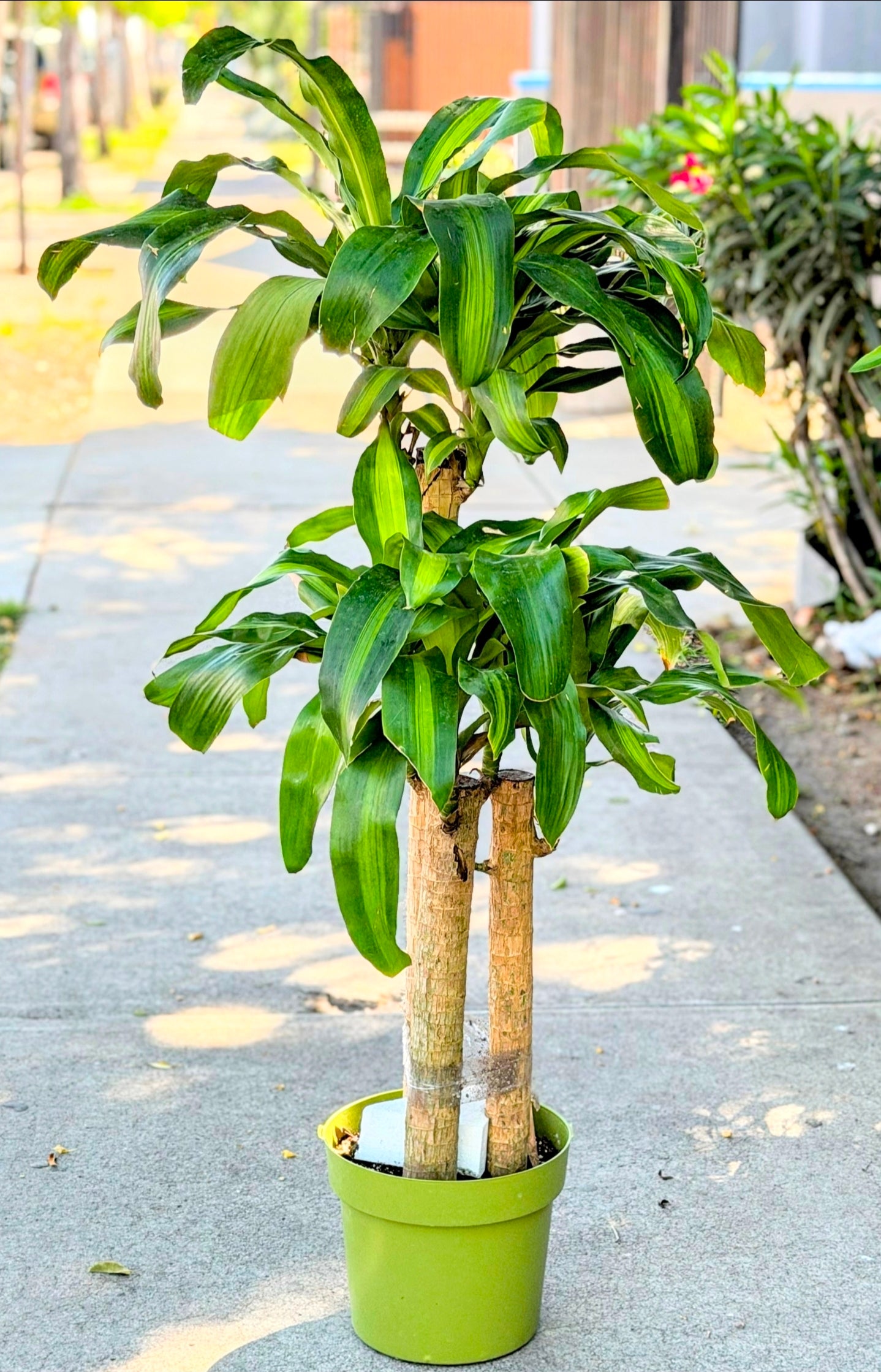 10 Inch Pot - XL 4 ft tall  Live Dracaena Massangeana Corn Plant, Dracaena Fragrans Plant - Get similar to the pictur