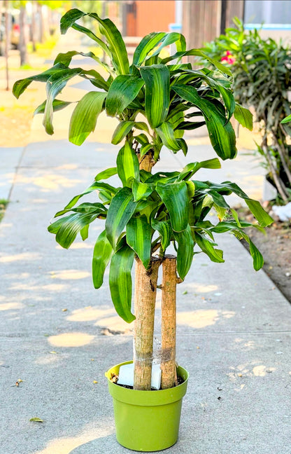 10 Inch Pot - XL 4 ft tall  Live Dracaena Massangeana Corn Plant, Dracaena Fragrans Plant - Get similar to the pictur