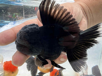 (ORA-03-AA/AAA) Black Oranda High Quality Wholesale Bag - Pick Size and Quantity in Bag