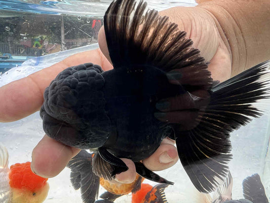 (ORA-03-AA/AAA) Black Oranda High Quality Wholesale Bag - Pick Size and Quantity in Bag