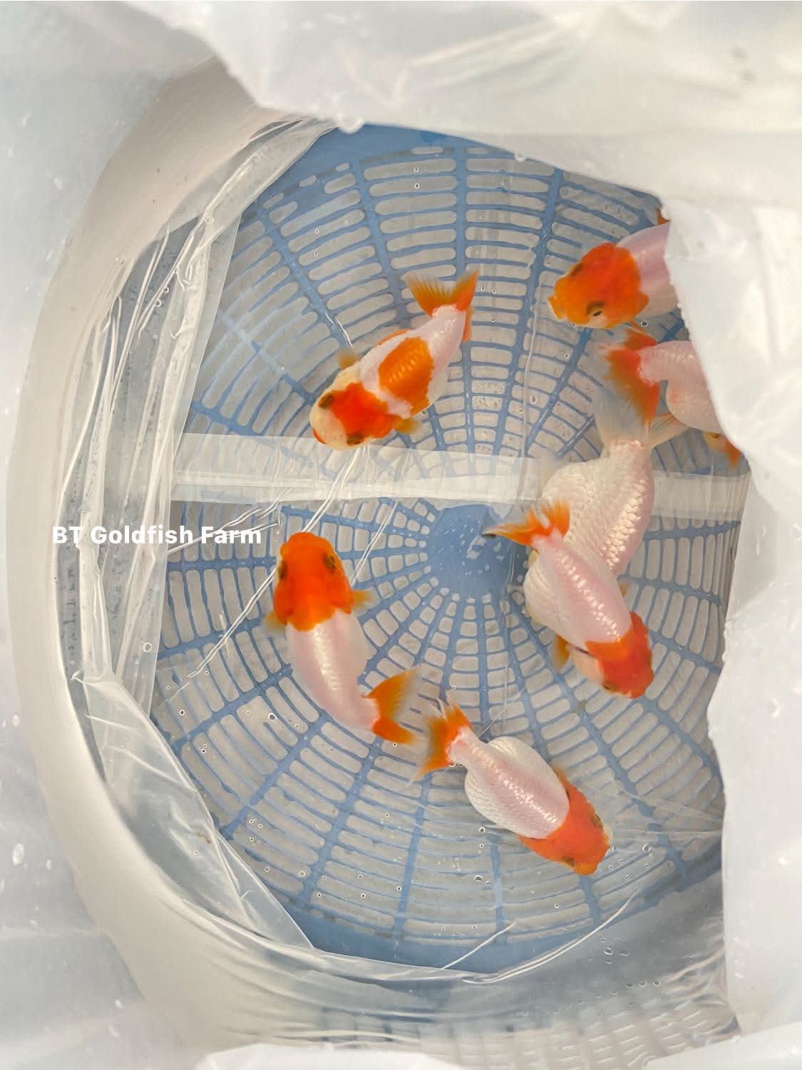 (RAN-02-AA/AAA) Red and White Ranchu High Quality Wholesale Bag - Pick Size and Quantity in Bag