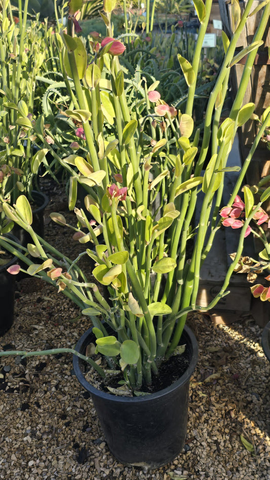 Euphorbia tithymaloides in 5 gallon pot succulent outdoor full sun