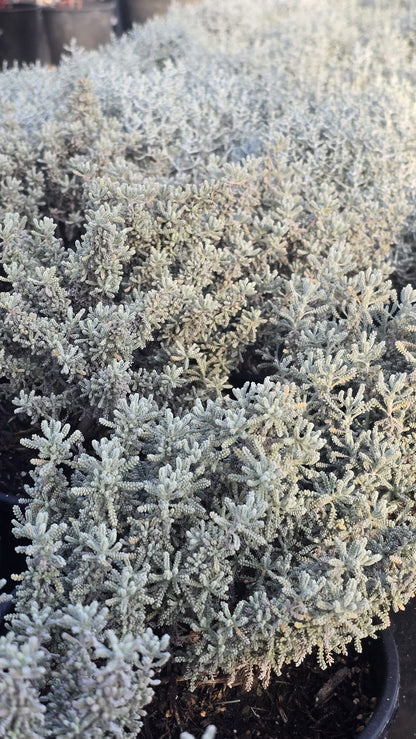 Lavender-cotton Santolina chamaecyparissus in 1 gallon pot