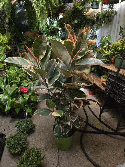 10 inch Pot - 4 ft tall XL size Ficus elastica "Ruby" Variegated Rubber Tree Elegant-  Get similar