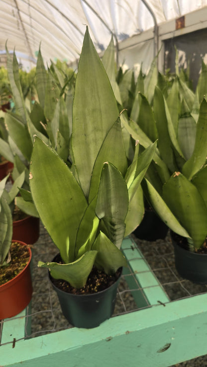 Moonshine Snake plant Dracaena trifasciata in 6 inch pot