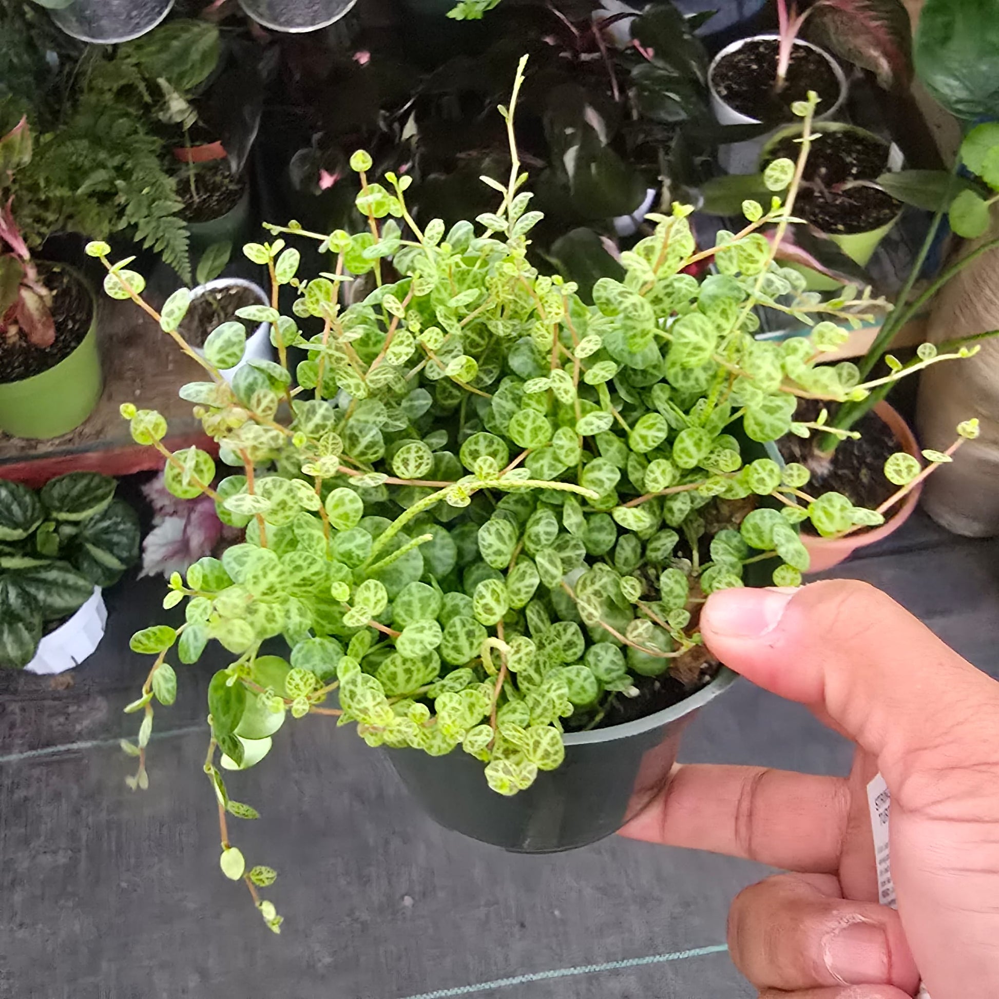 turtle shell succulent String of Turtles Succulent plant easy care in 6 inch pot