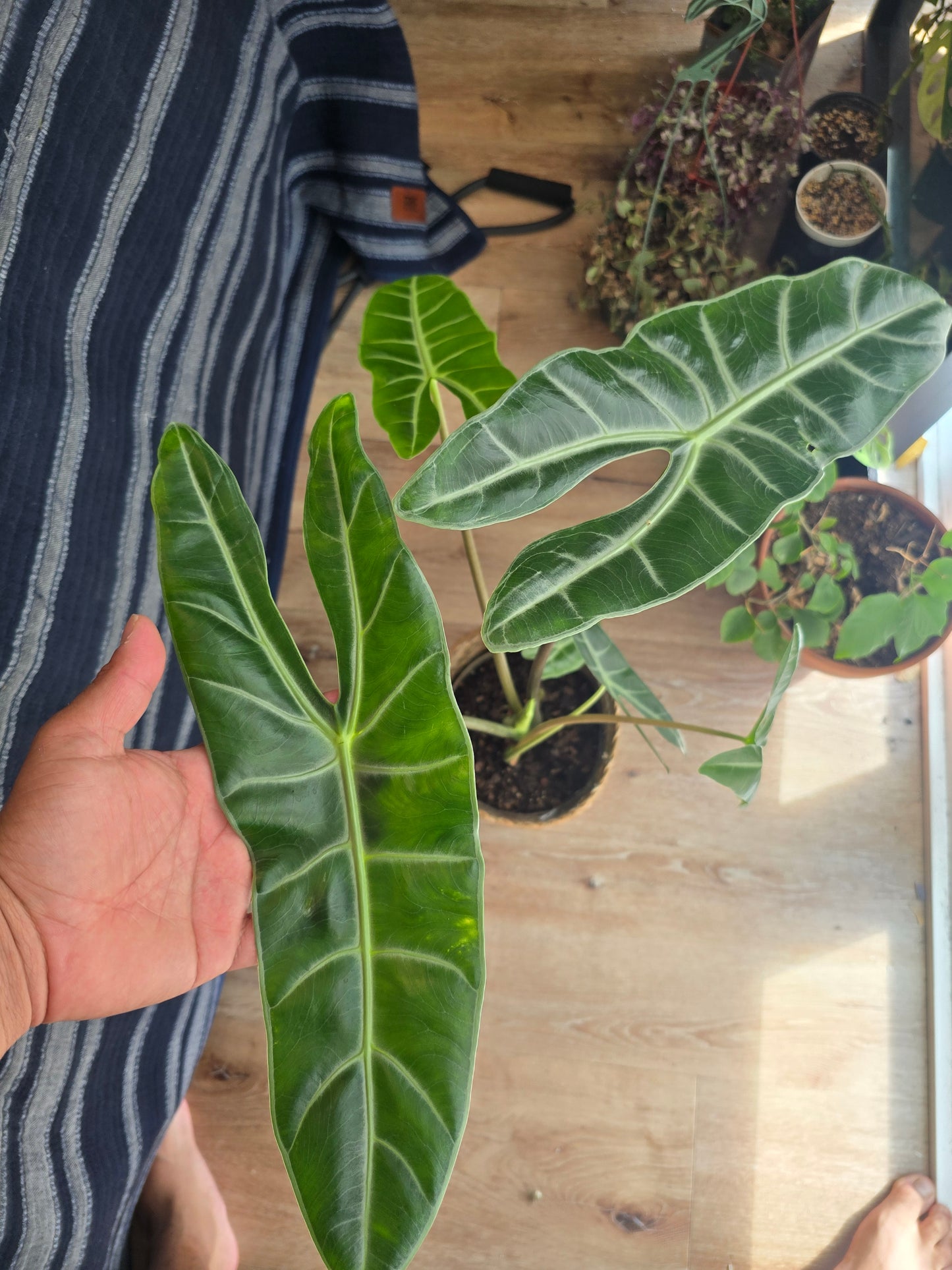 7 inch pot-Alocasia Longiloba Big Plant 1.5 ft tall very Elegant - Get Similar