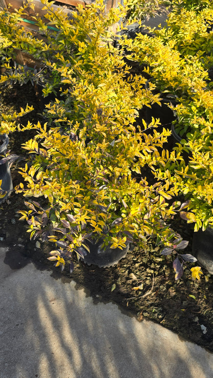 Duranta erecta 'Golden'in 5 gallon pot - Get similar