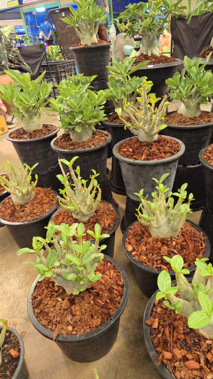 Adenium arabicum root in moss