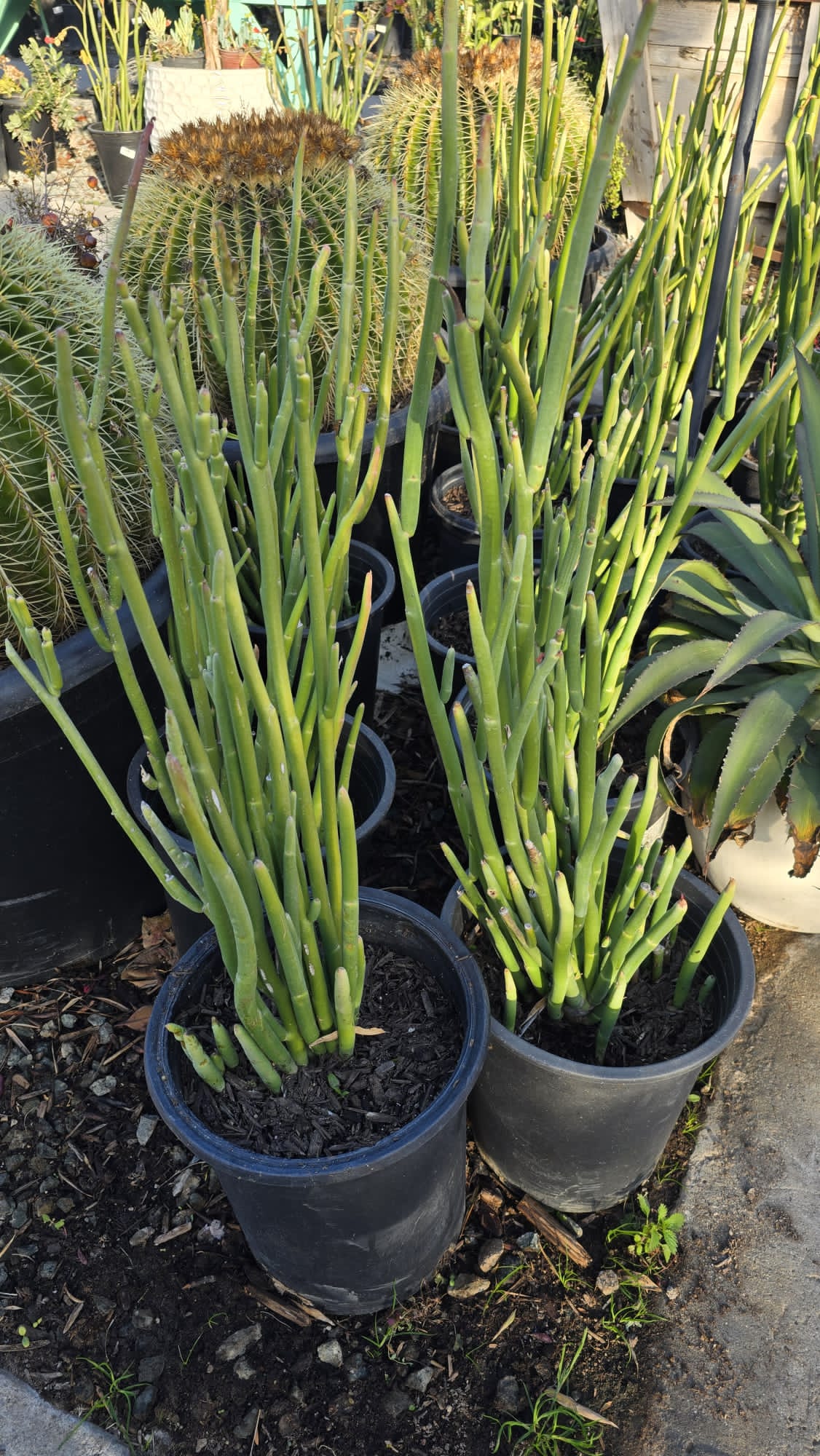 Euphorbia alluaudii easy care in 5 gallon pot