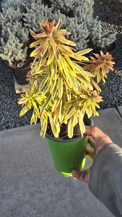 Ascot Rainbow Euphorbia x martinii in 5 inch pot