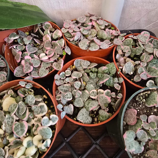 String of hearts Variegated in 4 inch pot