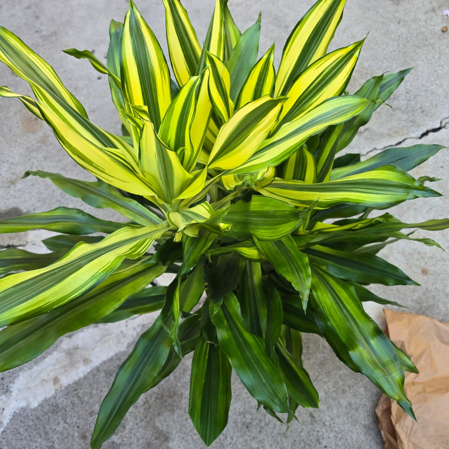 Dracaena Fragans in 10 inch pot