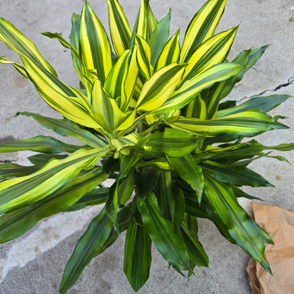 Dracaena Fragans in 10 inch pot