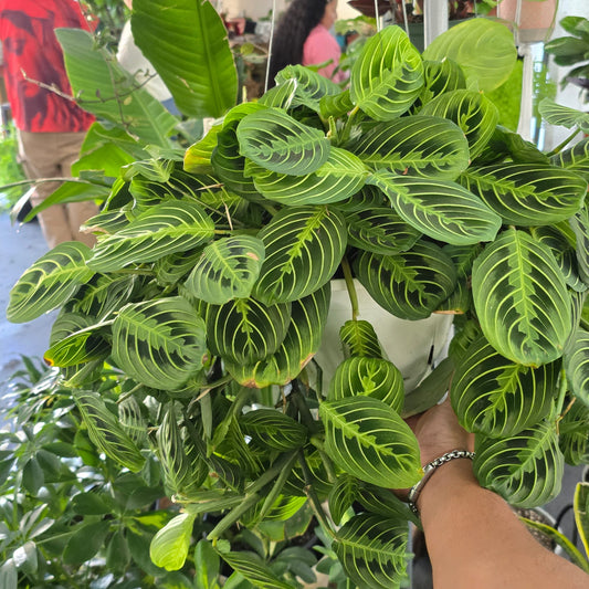 Maranta leuconeura Lemon Lime indoor in 8 inch pot