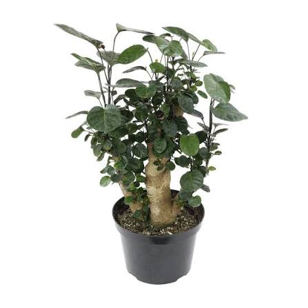 Aralia Fabian Tree Stump Unique Bonsai Live Plant, 8 inch Pot, Green/Purple Foliage - Get similar to picture
