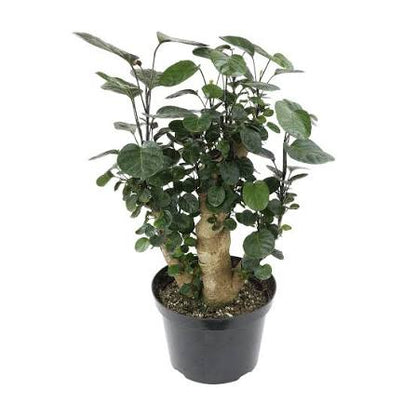 Aralia Fabian Tree Stump Unique Bonsai Live Plant, 8 inch Pot, Green/Purple Foliage - Get similar to picture
