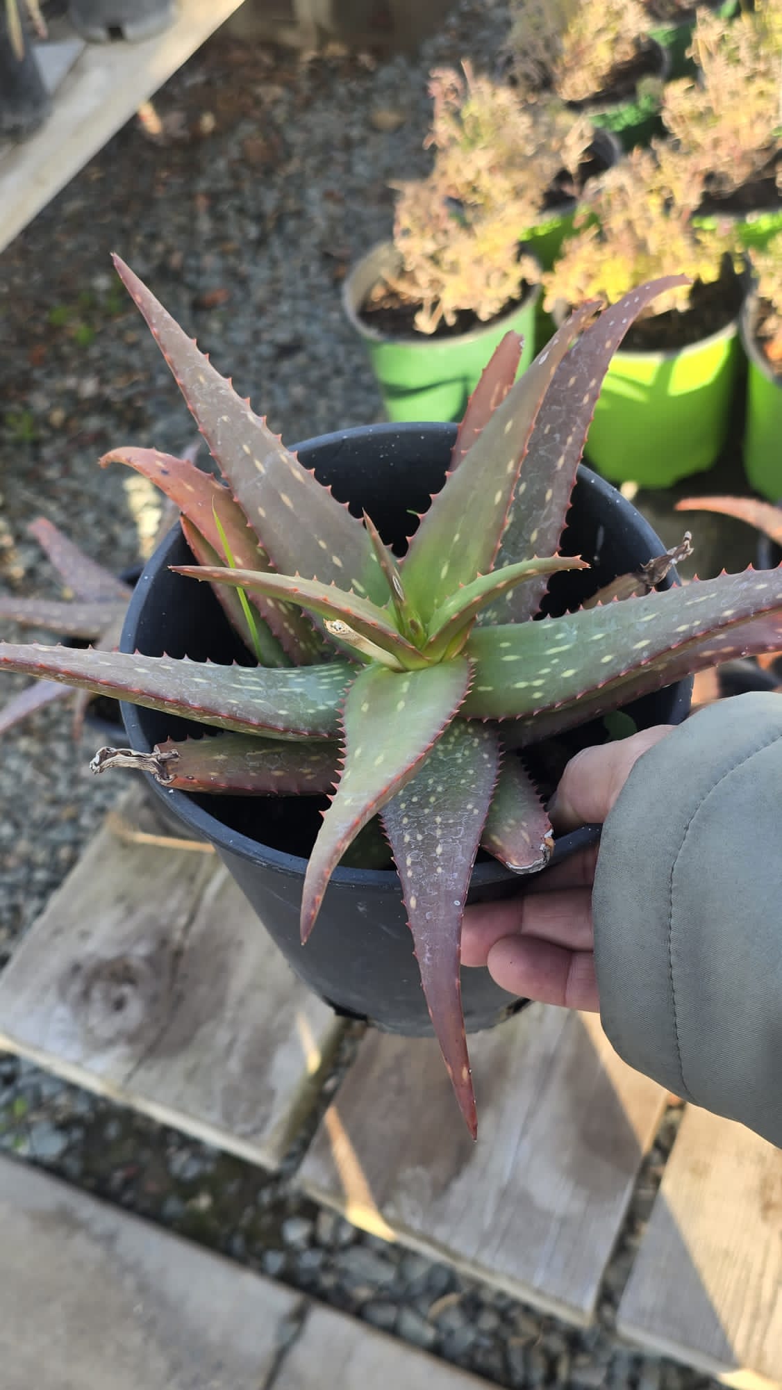 Aloe vera in 6 inch pot very Easy care indoor or outdoor