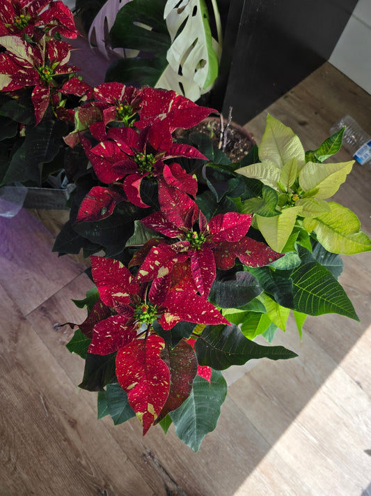 Noche buena Poinsettia Red Glitter, Christmas gift, 6 inch pot- Get Similar