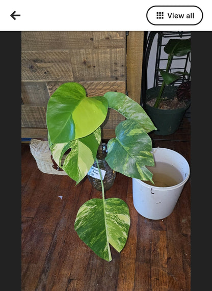 (UG-05)Root in moss 4+ leaves- Monstera Delisiosa 'Aurea' Variegated Rare Plant- Get Similar to the picture