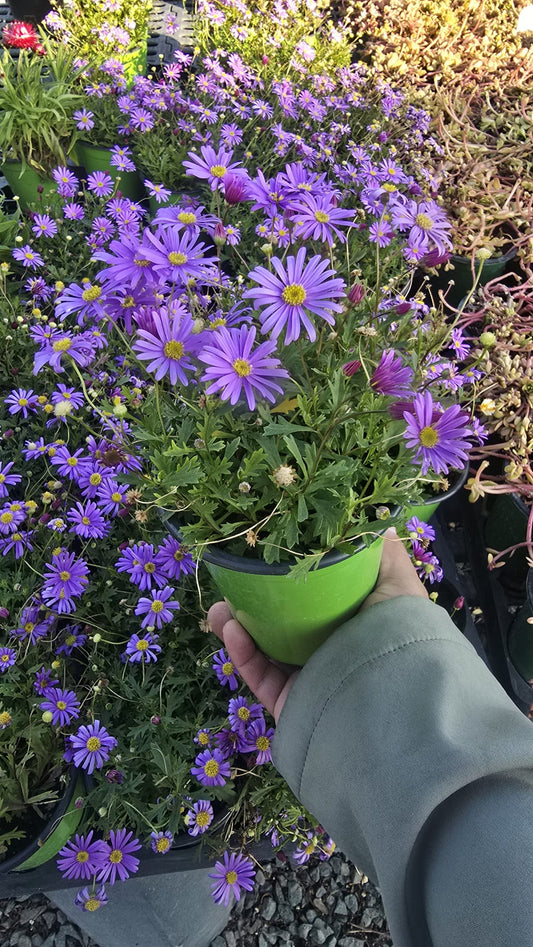 Brachyscome iberidifolia, Swan River daisy easy care purple flower in 5 inch pot