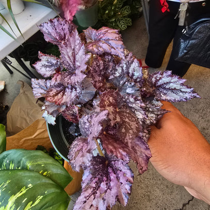 Painted-leaf begonia I'm 6 inch pot