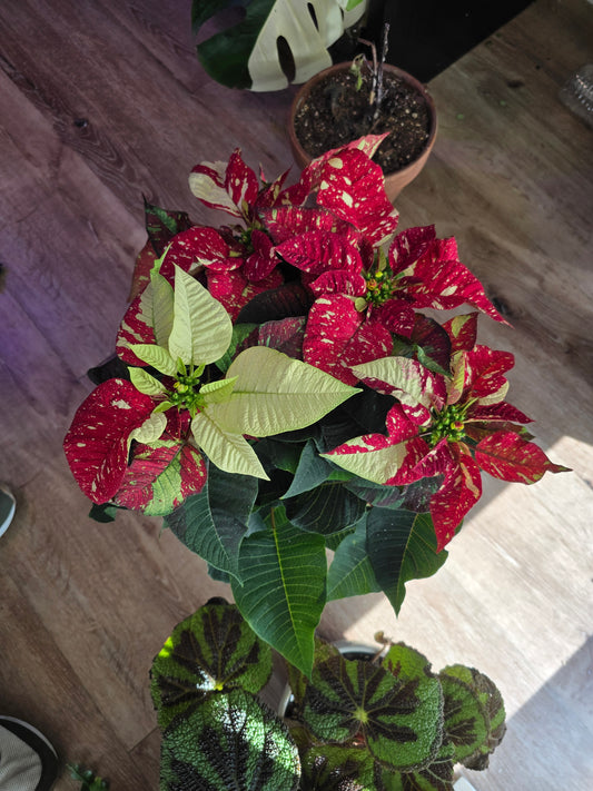 Noche buena Poinsettia Red Glitter, Christmas gifts, 6 inch pot- Get Similar