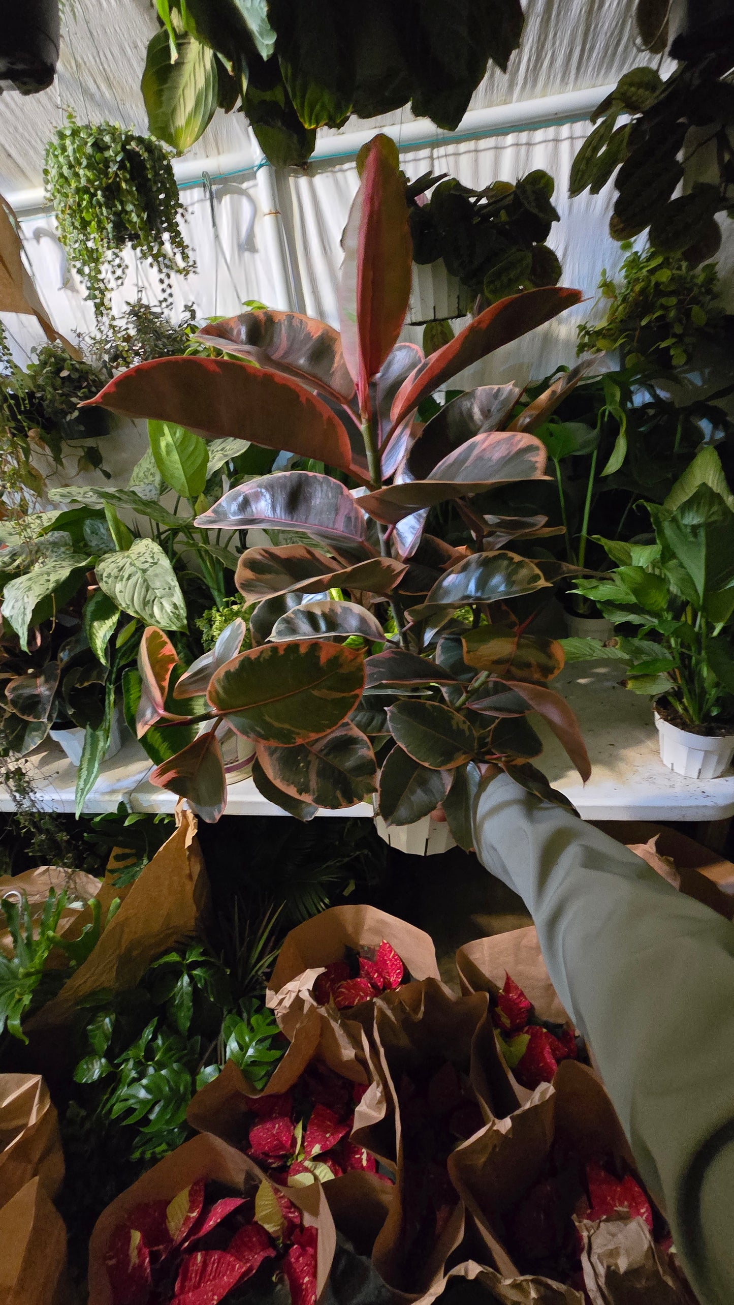 6 inch Pot - Ficus elastica "Red Ruby" Variegated Rubber Tree