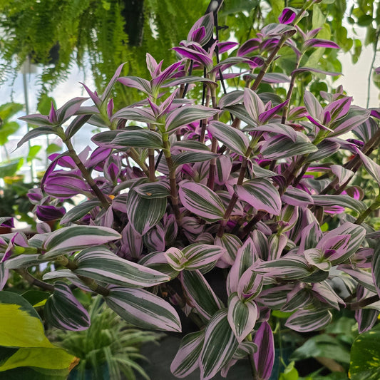 Tradescantia purple in 8 inch pot easy care indoor outdoor