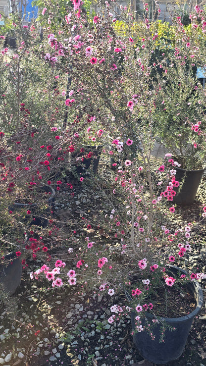 Leptospermum scoparium 'Pink Cascade' 5 gallon pot 5tf tall - Get similar