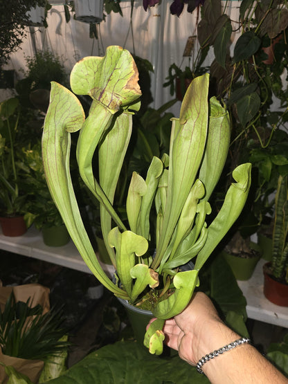 Sarracenia oreophila in 5 inch pot carnivorous plant