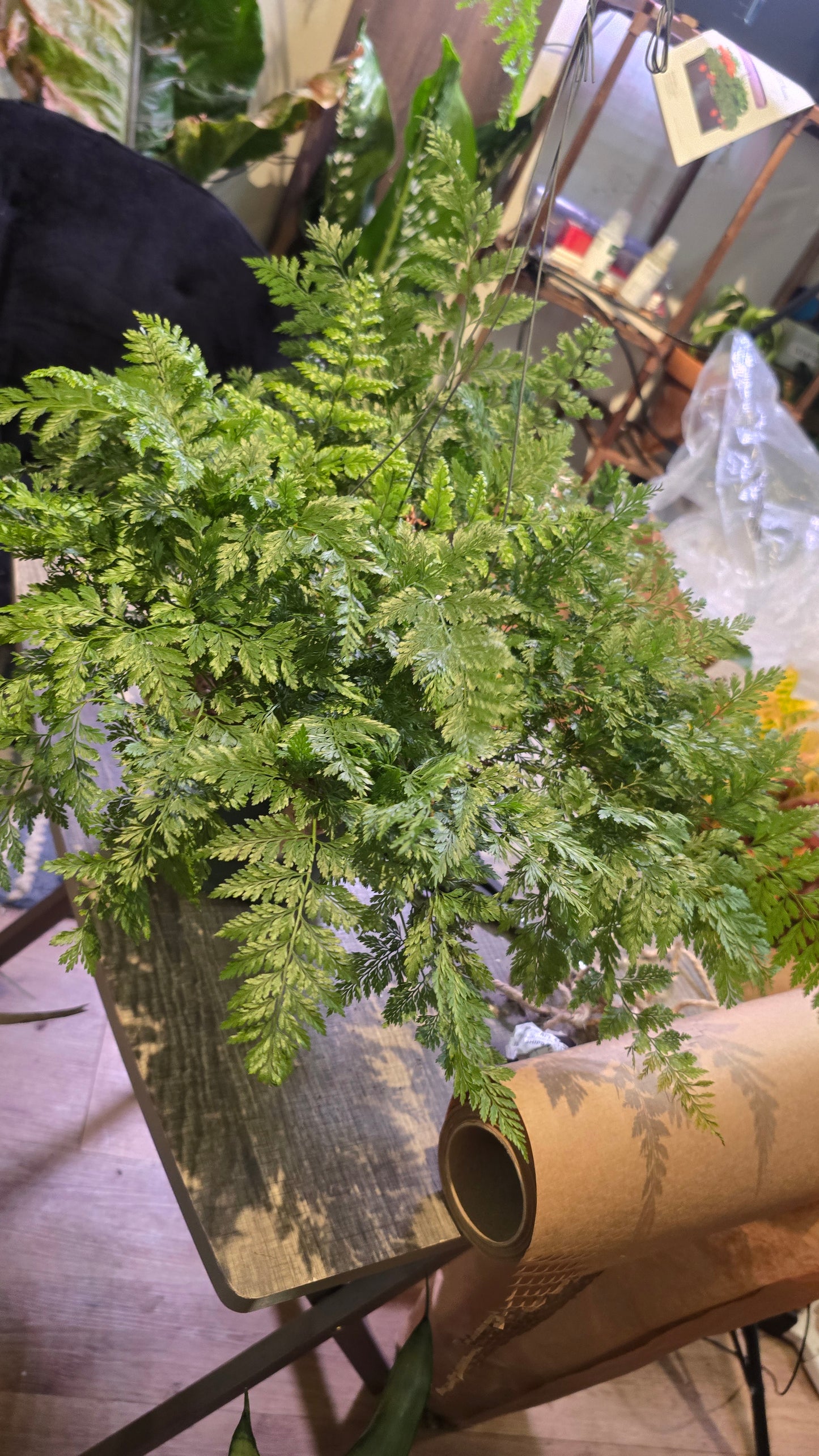 6 inch Pot - Davallia fejeensis 'Major' Fern hanging pot - Live Plant [#014]