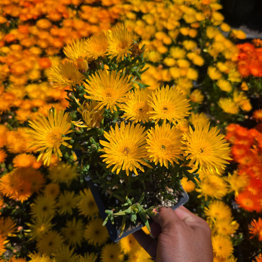 Trailing Ice Plant yellow 6 pack of 2 inch