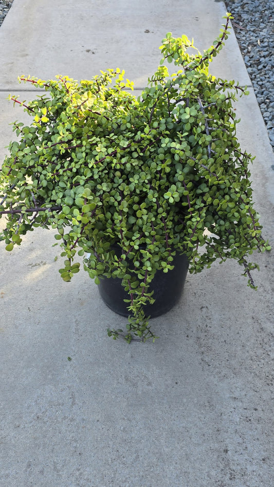 Portulacaria afra in 5 gallon pot good luck plant