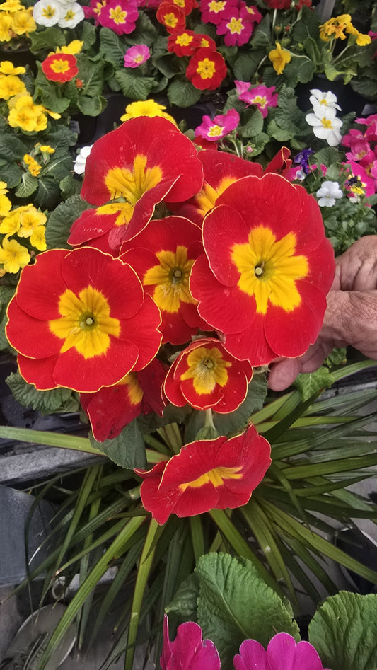 Primrose plant red and yellow in 4 inch pot