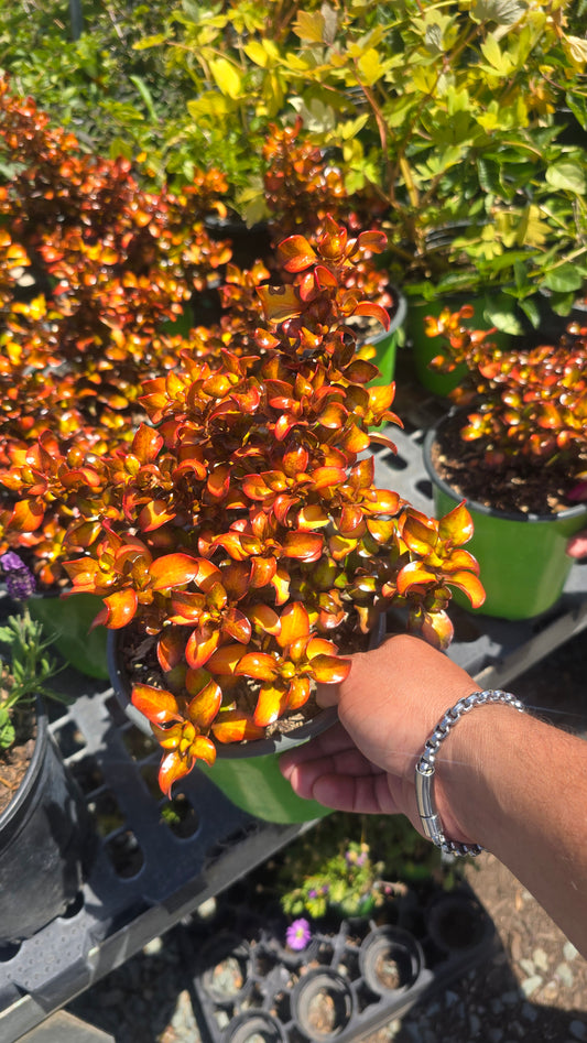 Coprosma repens 'Mirrow Bush' Orange on 1 gallon pot - Get similar