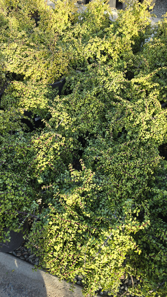 Portulacaria afra 'Elephant Bush'in 5 gallon pot