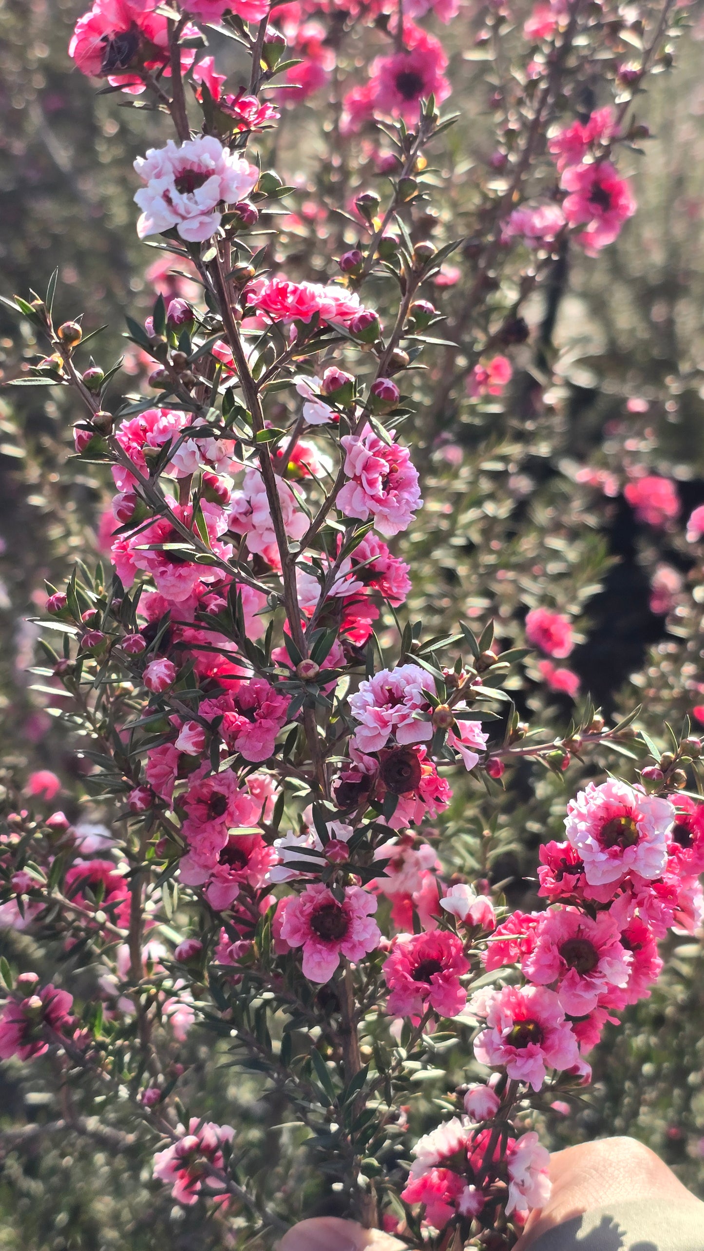 Leptospermum scoparium 'Pink Cascade' 5 gallon pot 5tf tall - Get similar