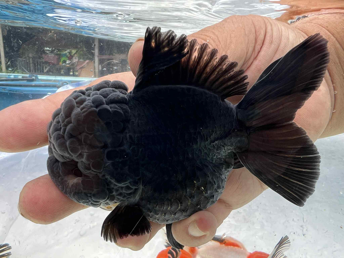 (ORA-03-AA/AAA) Black Oranda High Quality Wholesale Bag - Pick Size and Quantity in Bag
