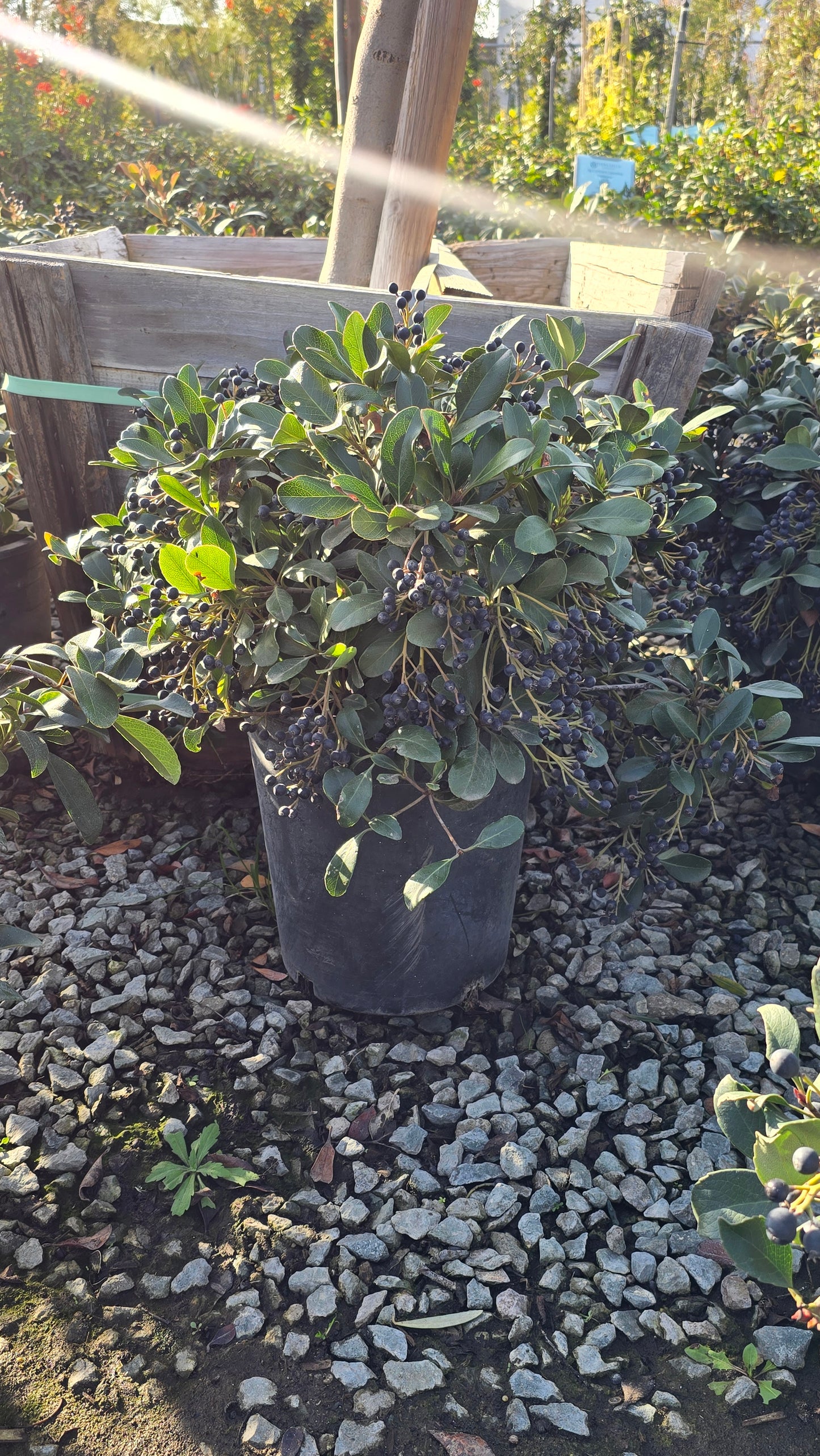 Rhaphiolepis indica 'Clara' 5 gallon pot - Get similar