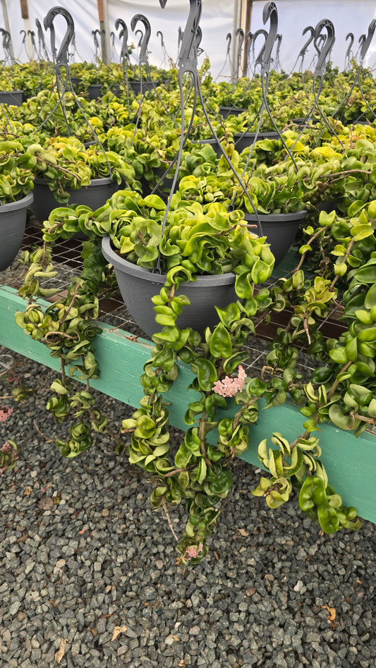 Hoya Hindu Rope green easy care in 10 inch basket perfect gift house plant