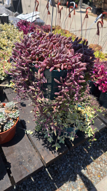 String of Rubies Succulent - Vibrant Trailing Plant with Ruby Foliage in 6 inch pot